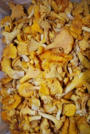 comment cuire girolles