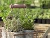 Des herbes fraîches toute l'année à la maison !