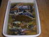 Sardines en conserve