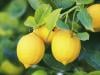 5 bonnes raisons de consommer du citron chaque jour