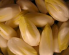 Endives bolognaises