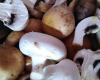 Champignons en couleurs