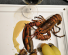 Langouste vanillée aux marrons rôtis Riesling grand cru