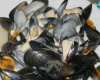 Moules au maroilles faciles