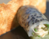 Cannelloni d'huîtres Arcachon Cap Ferret au caviar d'Aquitaine, panini d'huître