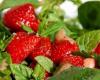 Salade d'herbes et de fraises aux parfums d'été