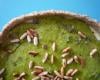 Tarte aux champignons et ail des ours