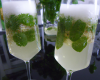 Mojito champagne