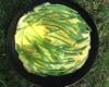 Omelettes aux asperges