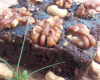 Brownie à la cassonade et avec les noix de mon jardin