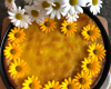 Yellow Daisy