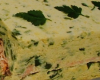 Terrine de saumon - courgettes