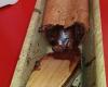 Mi-cuit au chocolat facile