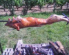 Cochon de lait à la broche