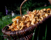 Pâtes aux chanterelles