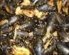 Moules farcies au pain