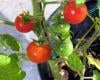 Tomates confites au piment rouge