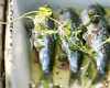 Poissons en marinade minute