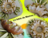 Gâteau au yaourt à la noisette et kiwis