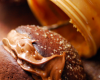 Whoopies au nutella et au peanut butter