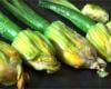 Fleurs de courgettes farcies