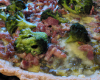 Tarte brocolis lardons