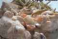Blanquette de veau version light