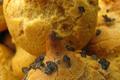 Des choux salées sans gluten et sans lait