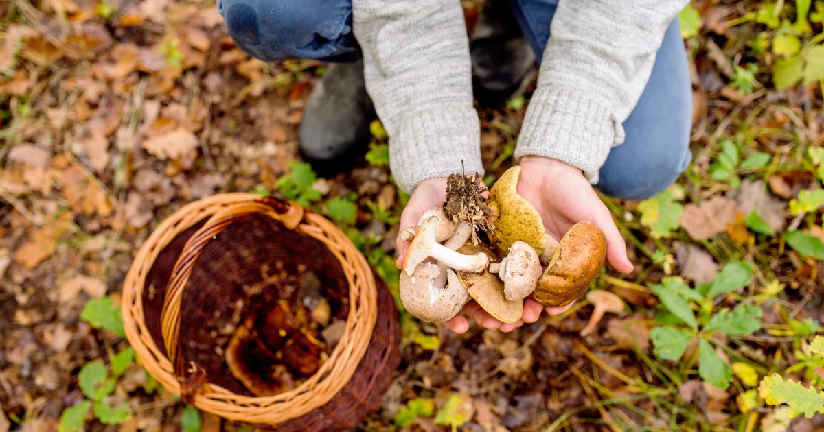 5 Choses à Savoir Avant D'aller Cueillir Des Champignons - 750g.com