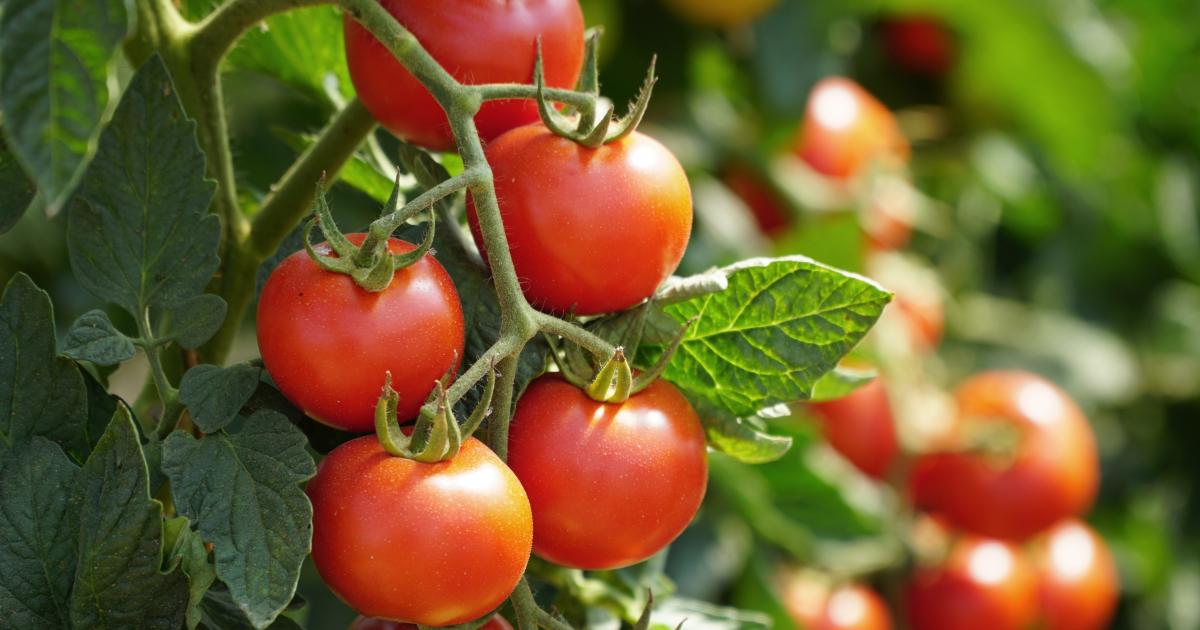 Tomates cerises - Les astuces minceur de la rédac' : bonnes ou mauvaises ?  - Elle