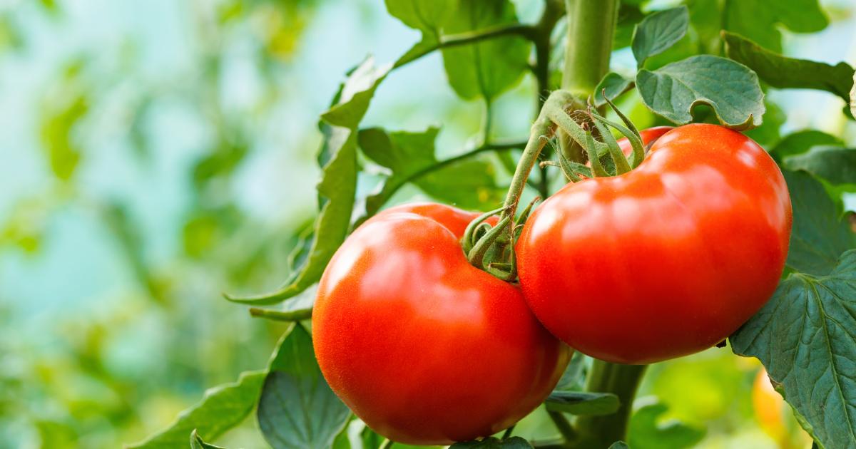 Cette astuce pour faire pousser vos tomates ultra rapidement va vous bluffer