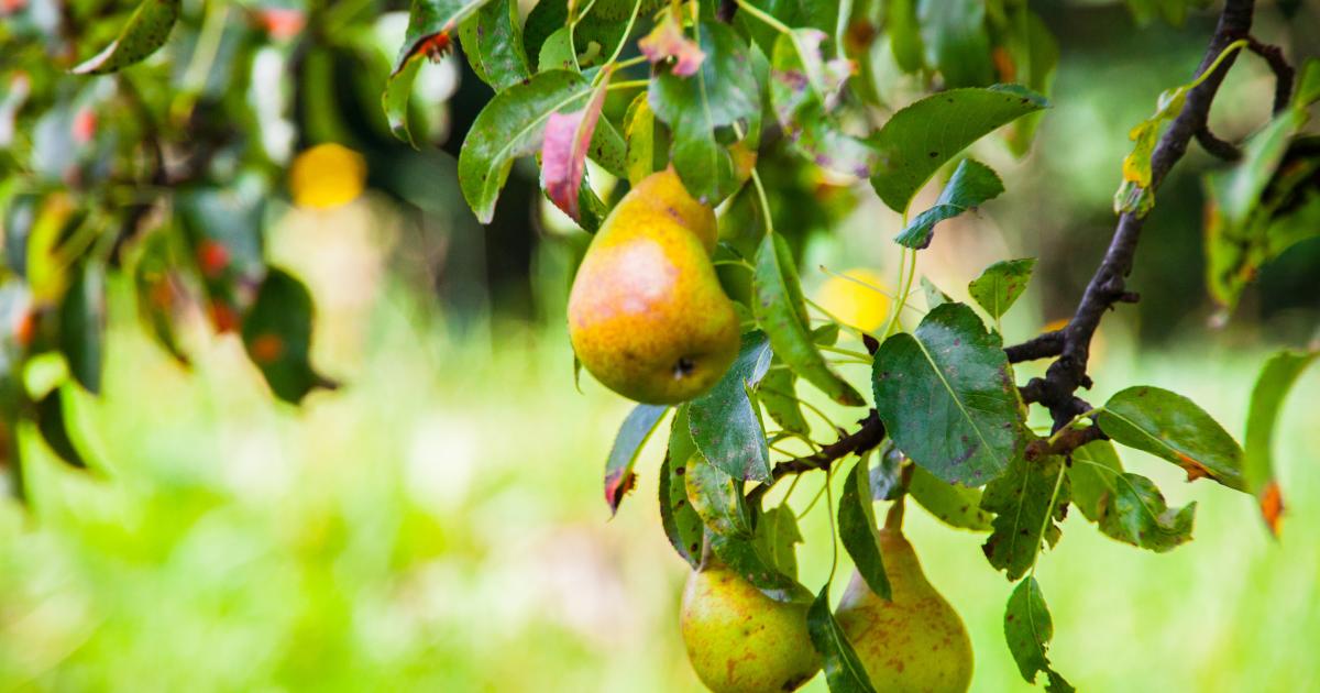 La poire un fruit qui vous veut du bien