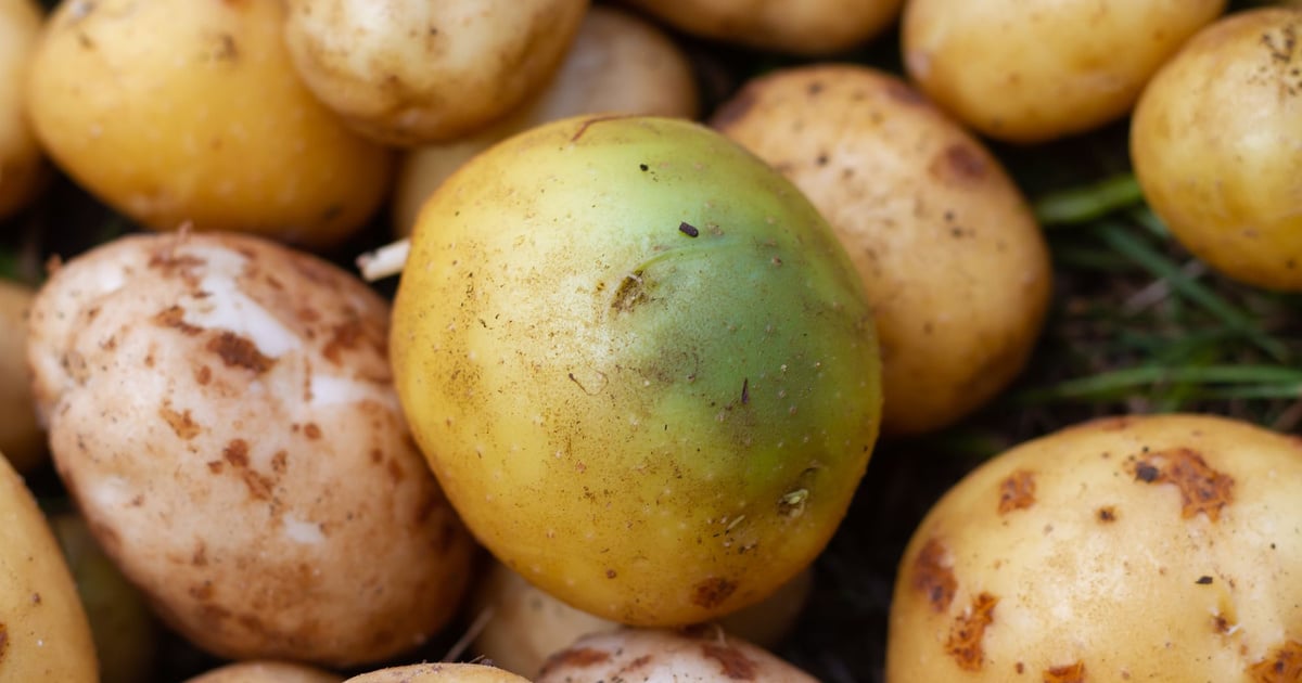 Peuton manger sans risque une pomme de terre verte ?