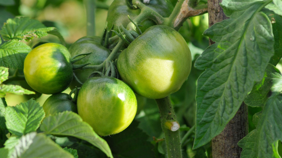 Comment faire mûrir les tomates encore vertes qui restent sur vos pieds — free download