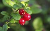 10 trucs à savoir sur les cranberries
