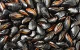 Rappel de moules contaminées par des salmonelles vendues en supermarchés