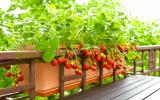 Faire pousser des tomates ou des aromates sur votre balcon : avez-vous vraiment le droit ?