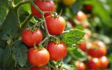 Voici la meilleure variété de tomates à consommer de fin août à septembre d’après 60 millions de consommateurs