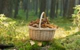 10 trucs (à manger ou pas) qu'on peut cueillir en forêt