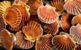 Comment payer ses coquilles Saint-Jacques moins cher ?