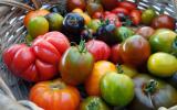 Quelles sont les différences entre les tomates rouges, noires et jaunes ?