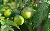 Comment faire mûrir les tomates encore vertes qui restent sur vos pieds ?