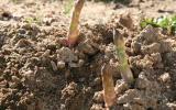 Asperges blanches Umé / beurre