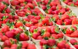 Fraises, framboises : l’astuce pour choisir la meilleure barquette en supermarché !