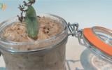 Rillettes de lapin aux aromates