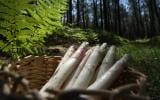 Asperge des sables des Landes