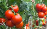 Voici pourquoi vous devriez mettre une tasse jaune aux pieds de vos tomates !