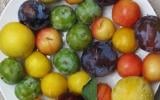 10 choses à savoir sur les prunes