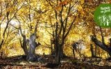 Cette semaine, on vous emmène en balade dans les bois