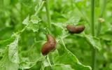 Ce fruit peut vous aider à repousser naturellement les limaces de votre jardin